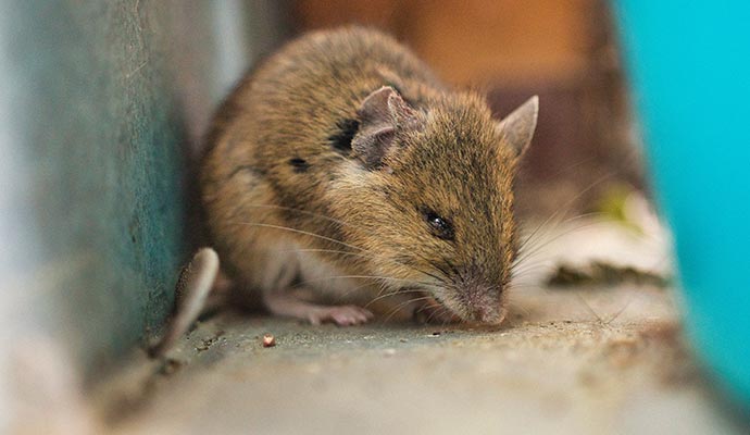 Rat infestation issues in home Rat infestation issues in home