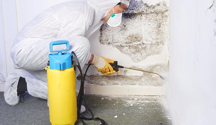 Professional worker removing mold from the wall