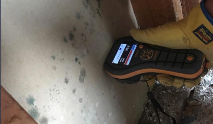 Mold testing using a device