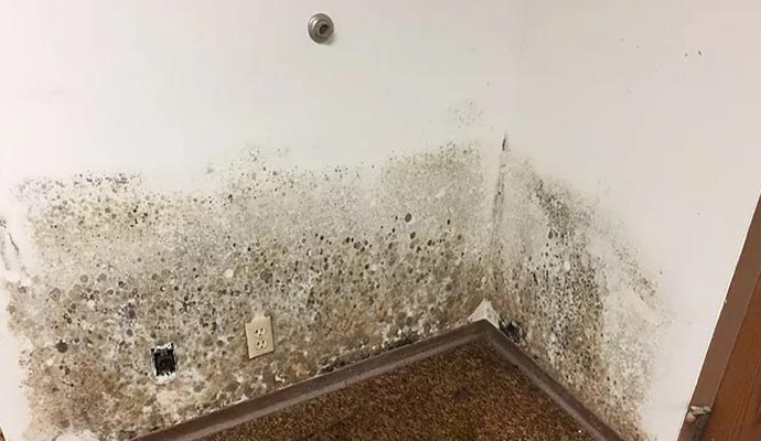 Mold damaged wall due to water pipe leakage Mold damaged wall due to water pipe leakage