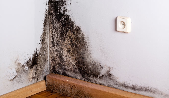 Black mold affecting a wall