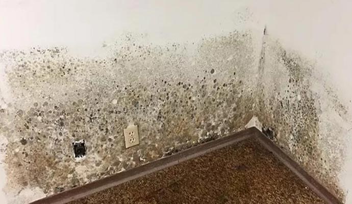 a wall with a significant amount of mold growth