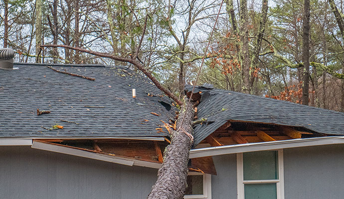 Tree fallen on house roof after severe storm Large tree fallen onto a residential house roof after a severe storm