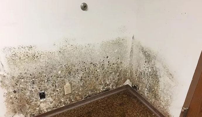 Mold in the room corner