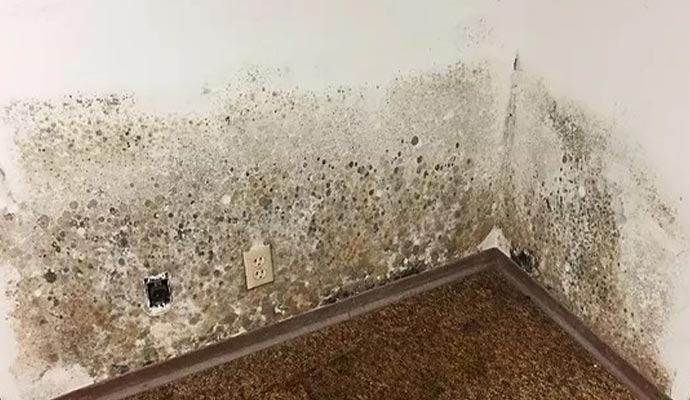 Black mold remediation process