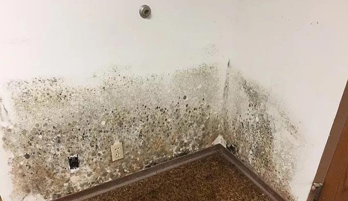 Growing black mold on the room corner