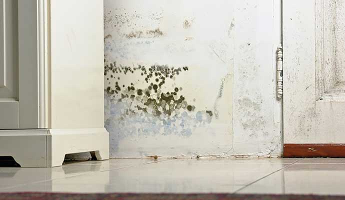 A corner of a wall with visible mold growth