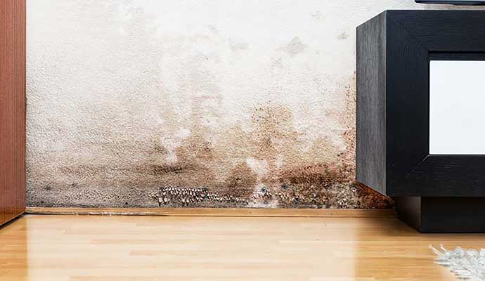 A living room wall with significant mold growth