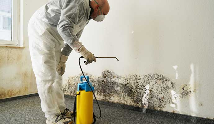 Expert Structural Mold Removal Services in North & South Alabama