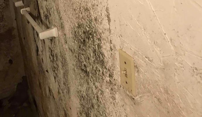 Professional worker remediating mold from the wall