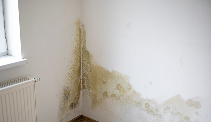 A corner of a room with a moldy wall