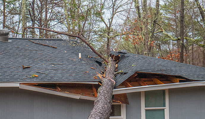 large tree fallen damaged house roof