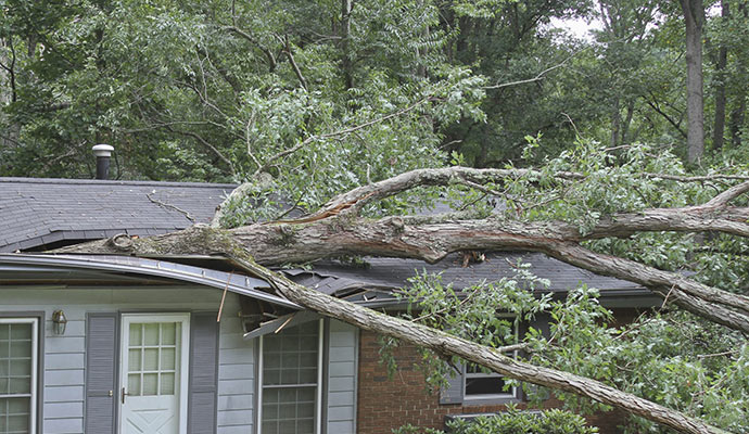 fallen tree damaged the roof of a house