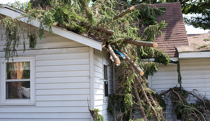 Fallen trees and leaves on roof of the house