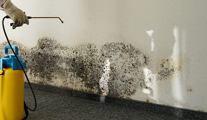 person spraying to remove the mold